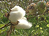 Cotton - Baumwolle